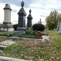 Congressional Cemetery image 17